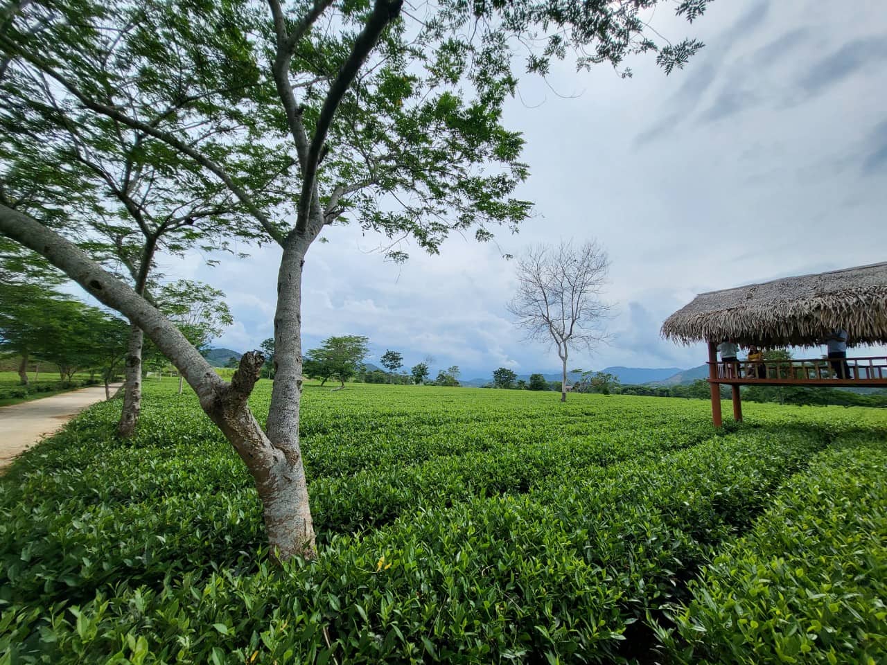 Chè Hương Sơn